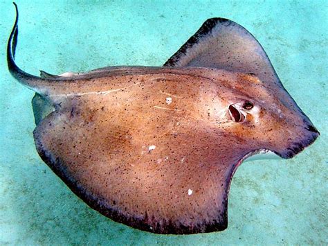 Southern Stingray – "OCEAN TREASURES" Memorial Library