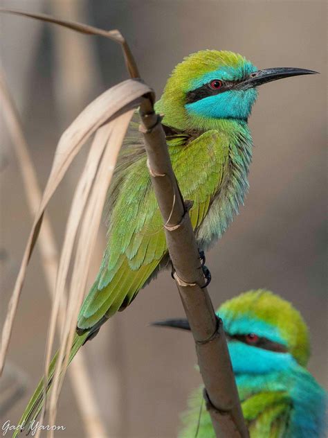 Gad Yaron - Birds Photography - Birds in Israel