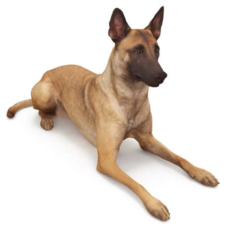 Malinois lying dog 3d model - by Renderbot LLC