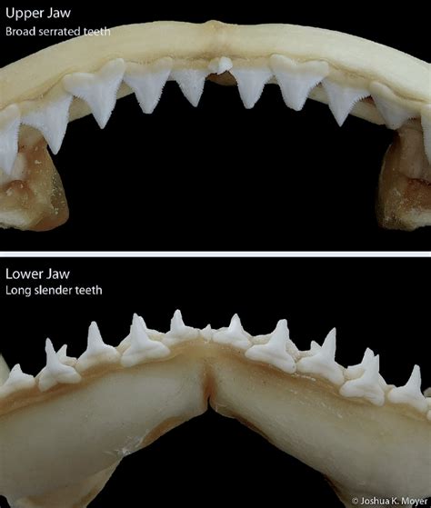 Sink Your Teeth into Elasmobranch Science: A Primer on Shark Teeth ...