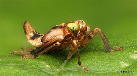 Leafhopper nymph, Cicadellidae | Leafhopper, Nymph, Ecuador