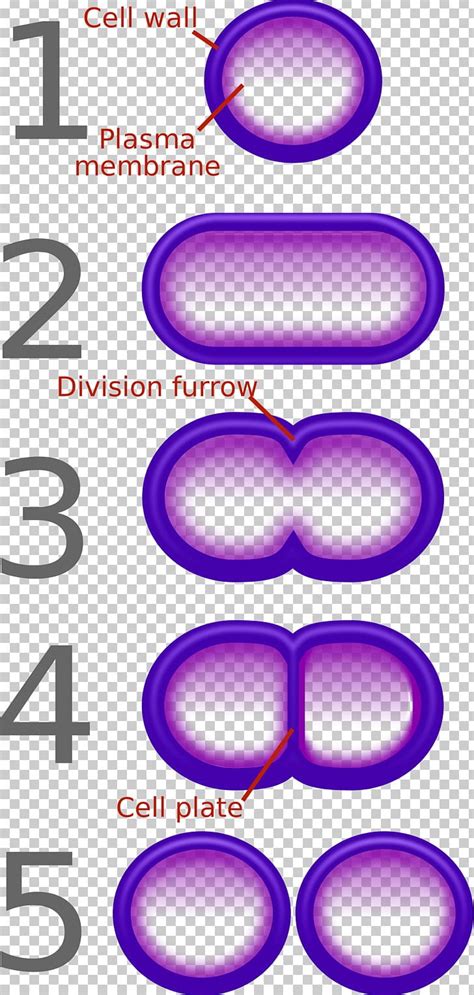 Fission Bacteria Binary Number Reproduction Cell PNG, Clipart, Antibiotics, Area, Asexual ...