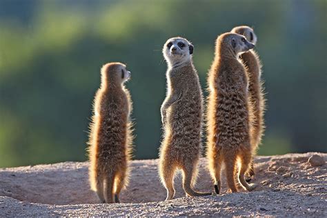 Meerkat Facts - WorldAtlas