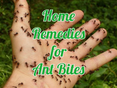 18 Useful Home Remedies For Ant Bites