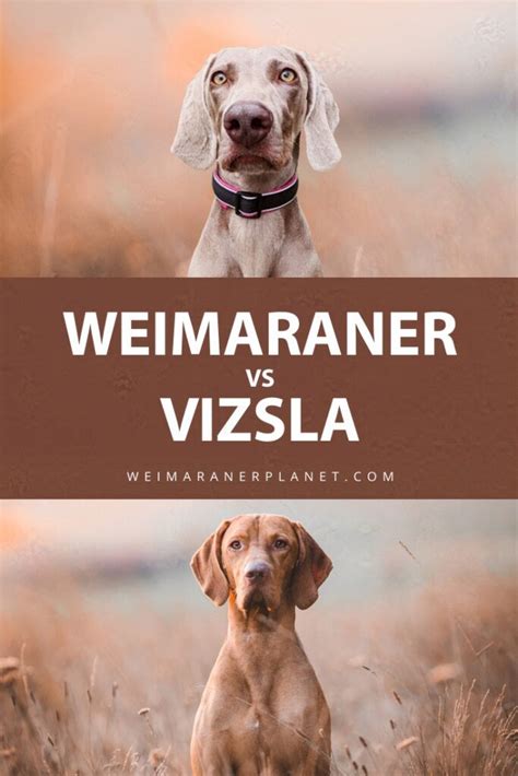 Weimaraner vs Vizsla: What's The Difference? (Complete Guide)