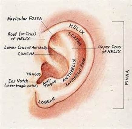 Antihelix – Definition, Piercing, Pain, Cost, Types and Jewelry - Body Terms