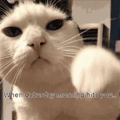 Caturday Cat GIF - Caturday Cat Morning - Discover & Share GIFs