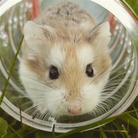 What Is The Average Hamster Lifespan? You'll Be Surprised