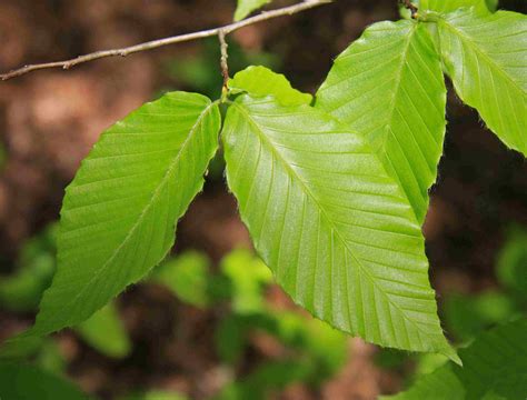 American Beech, a Top 100 Common Tree in North America