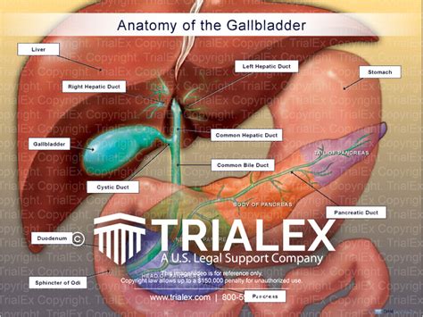 pancreas gallbladder anatomy