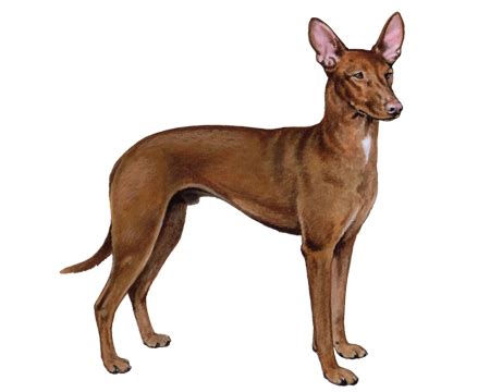 Pharaoh Hound Facts - Wisdom Panel™ Dog Breeds