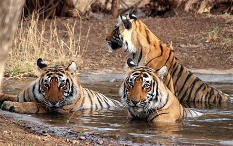 Ranthambore National Park - dailyoffbeatnews