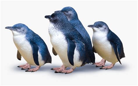 Group Of Penguins - Little Blue Penguins New Zealand, HD Png Download ...