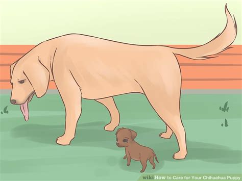 How to Care for Your Chihuahua Puppy (with Pictures) - wikiHow