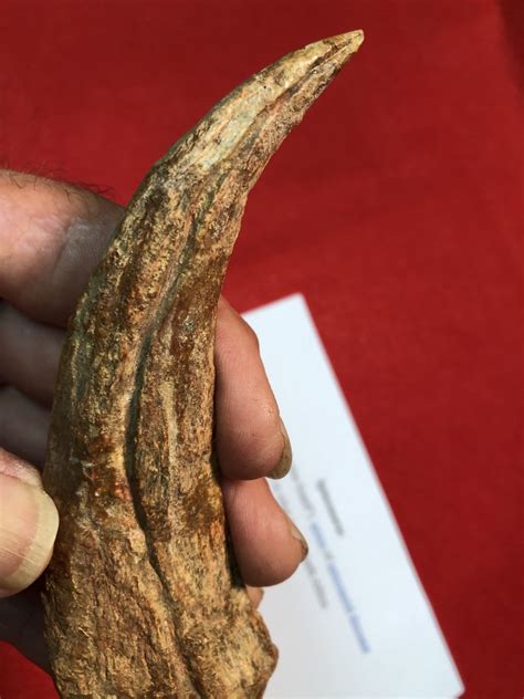 Is this real Spinosaurus claw? - Is It Real? How to Recognize Fossil ...