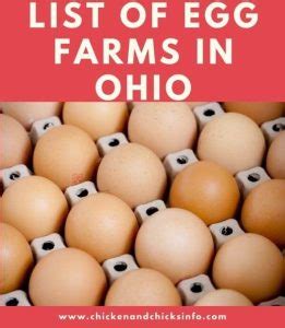 Egg Farms in Ohio – Find Eggs for Sale Near You! - Chicken & Chicks Info