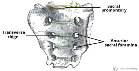 The Sacrum - Landmarks - Surfaces - Relations - TeachMeAnatomy