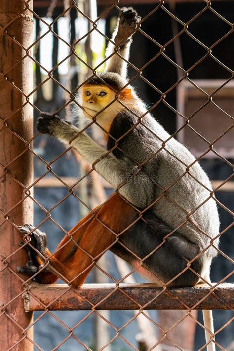 A Female Red-shanked Douc Langur is Sitting in the Cage Stock Image ...