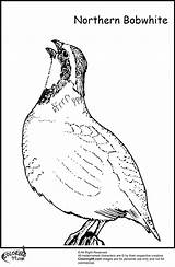 California Quail Coloring Page sketch template