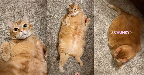 'He was 32 pounds, he is now at 22': Chunky chonk kitty cat goes viral ...