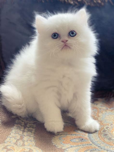 Beautiful Chloe! | Persian kittens for sale, White persian kittens, Persian kittens