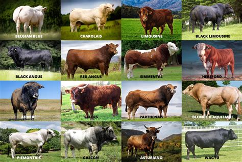 Cattle Breeds - Livestock Capital