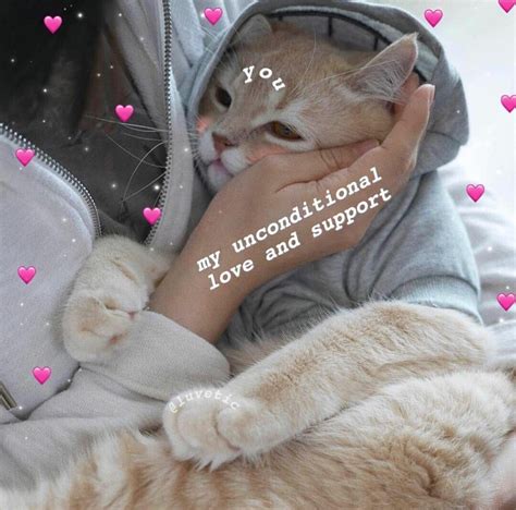 pin; @xcharlottc | Cute cat memes, Cute love memes, Cat memes