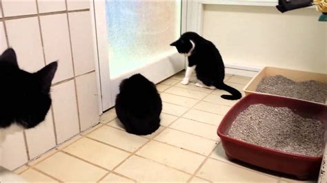 Cats Meowing for Food - YouTube