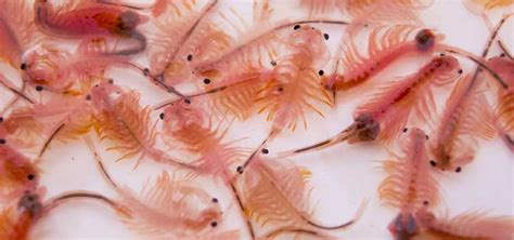 How to Hatch Brine Shrimp | Tropical Fish Hobbyist Magazine