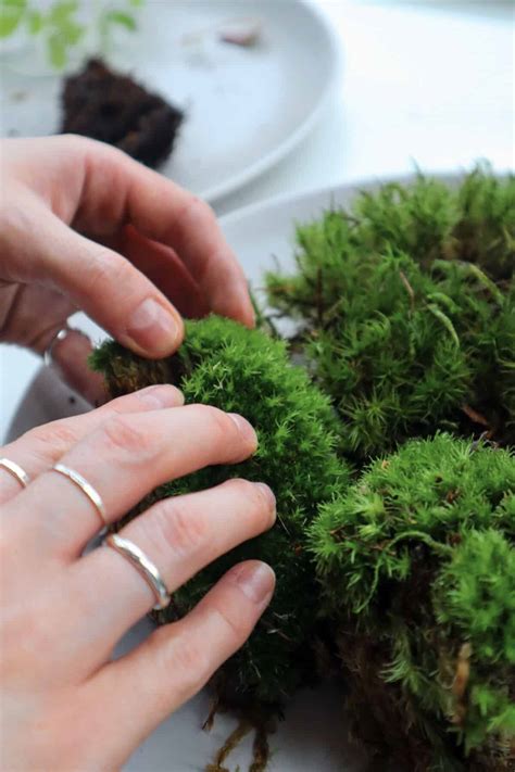 Terrarium Moss: The Secret to a Vibrant Terrarium