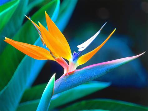 Birds of Paradise