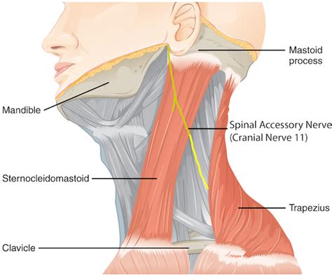 Spinal accessory nerve (cranial nerve 11) neuropathy | doctorlansford.com