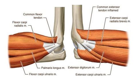 the muscles are shown in this diagram, and there is also an image of them