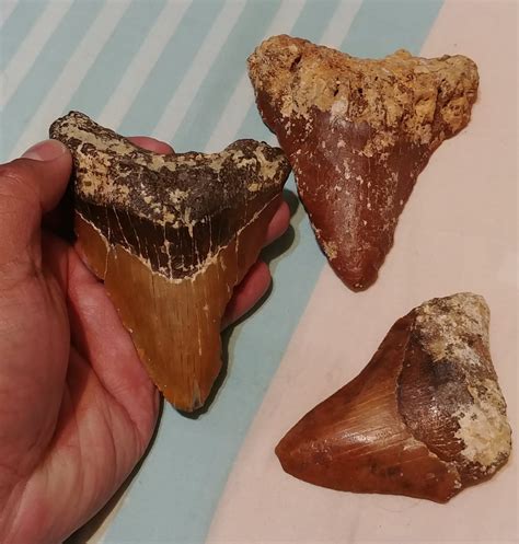 Megalodon Shark fossils from the Philippines. Recovered from a mountain side in Quezon province ...