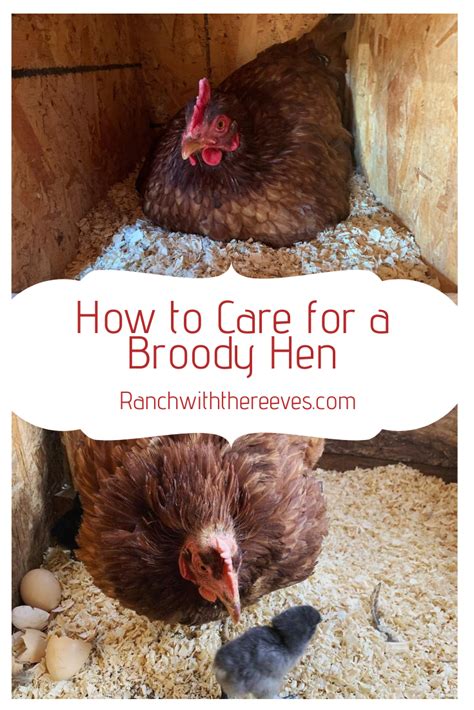 How to Care for a Broody Hen | Chickens backyard, Raising farm animals ...