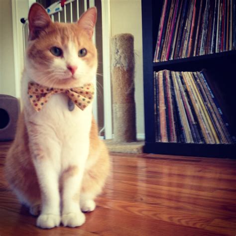 Gallery — Bow Ties for Cats