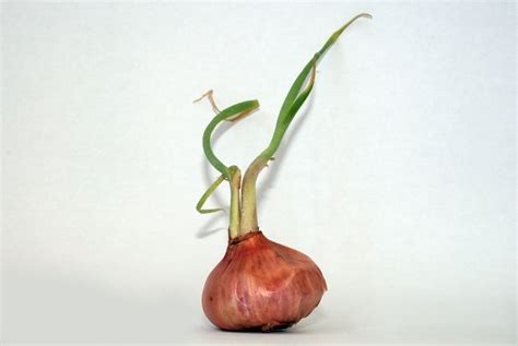 File:Onion white background2.jpg - Wikipedia