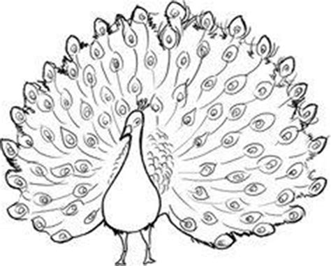 Outline Of A Peacock Drawing at GetDrawings | Free download