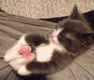 Kitten Sleeping GIF - Find & Share on GIPHY