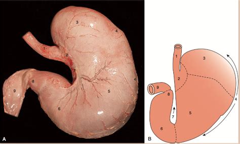 Digestive - monogastric stomach Diagram | Quizlet