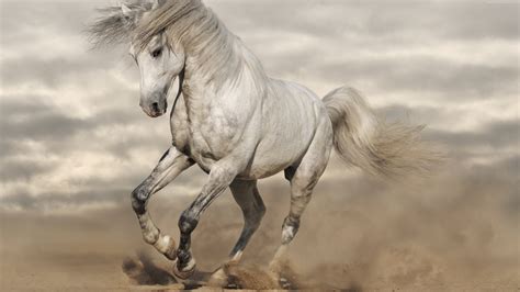 Wallpaper horse, 8k, Animals Wallpaper Download - High Resolution 4K Wallpaper