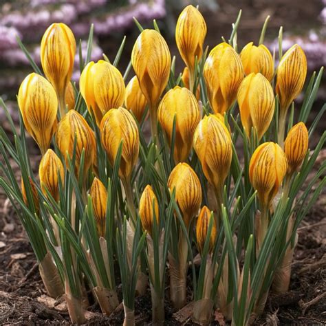 Crocus Bulbs | Buy Online at Wholesale Prices | Boston Bulbs