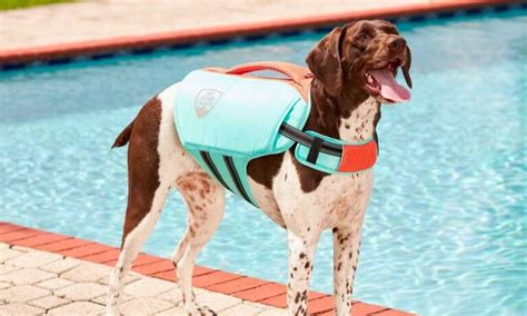 6 Dog Pool Safety Tips | BeChewy