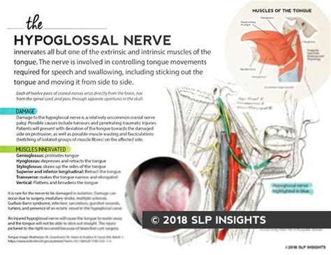 Handout: The Hypoglossal Nerve | Hypoglossal nerve, Speech therapy ...