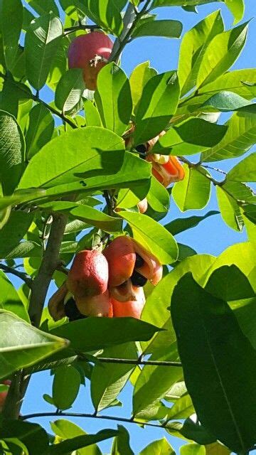 #AlwaysPromotingPeterLloyd .."ackee tree in my back yard farm.." I #love living in my #beautiful ...