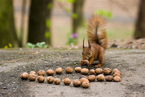 Squirrel Nuts Stock Photos, Pictures & Royalty-Free Images - iStock