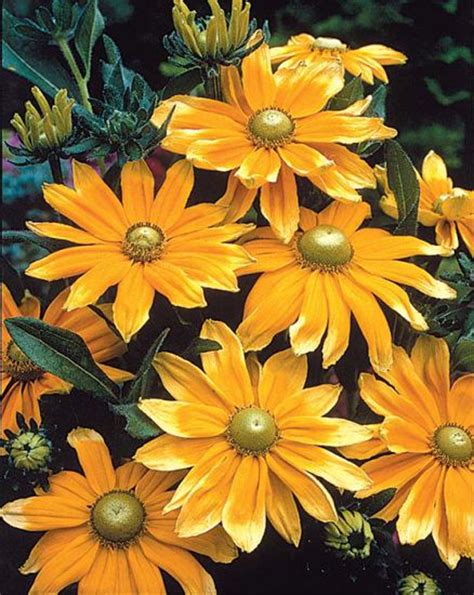 Rudbeckia Prairie Sun – Green Valley Garden Centre