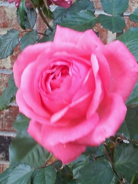 2013 backyard first rose | One rose, Rose, Flowers