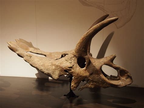 Anchiceratops Skull