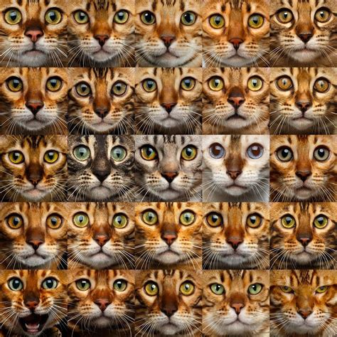 Bengal cats eye colors #catbreed | Cat colors, Cat eye colors, Bengal cat